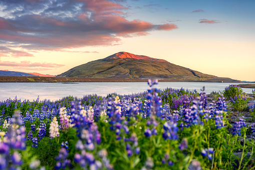 Beautiful volcanic mountain over the lake and lupine wild flower blooming in the evening on summer at Iceland