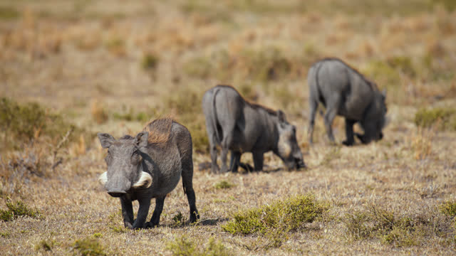 Young warthogs looking for something to eat on masai mara plains