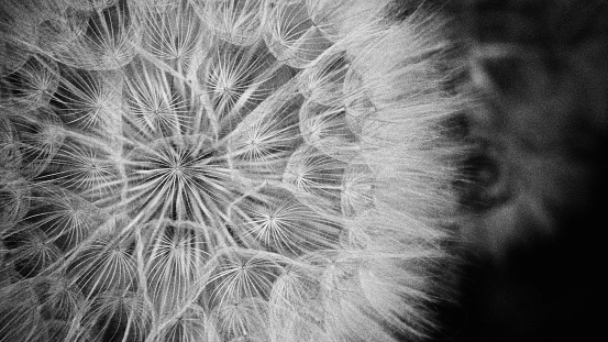 Detail of a dandelion and seeds in black and white
