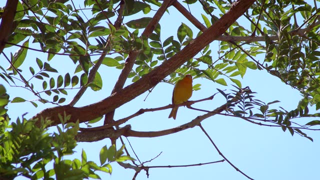 Saffron Finch (Sicalis flaveola brasilia) perched in a branch singing in the atlantic forest of Rio de Janeiro