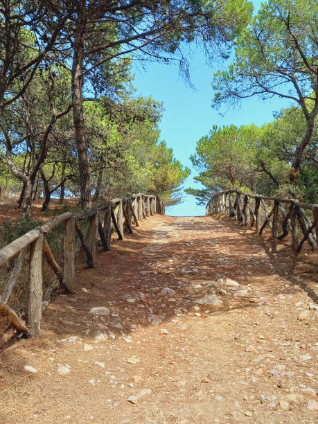 istock Dirt road between pine trees under blue sky. Forest road, footpath and Mediterranean nature. 1472112808
