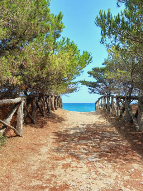 istock Dirt road between pine trees under blue sky. Forest road, footpath and Mediterranean nature. 1472112814