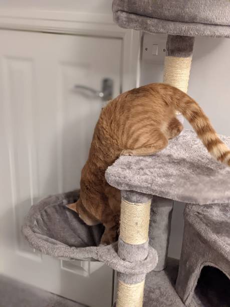 istock Cat enjoying climbing toy 1472112929