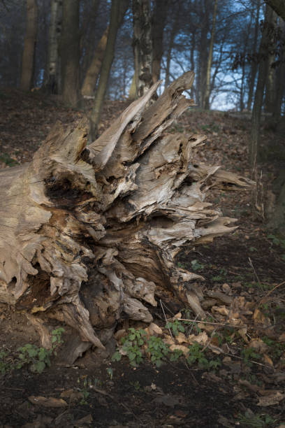 uprooted tree damaged by storm - uprooted vertical leaf root imagens e fotografias de stock