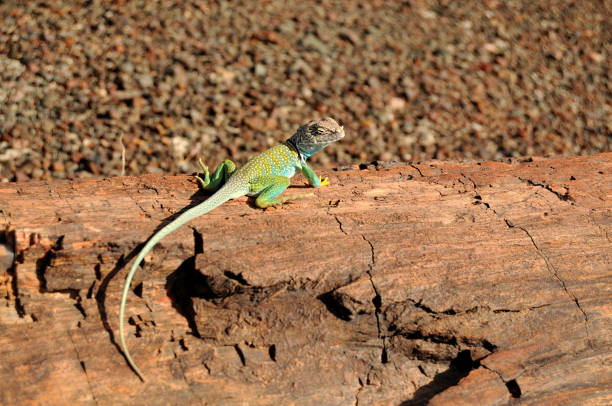 lézard chou se prélassant au soleil sur un arbre pétrifié - lizard collared lizard reptile animal photos et images de collection