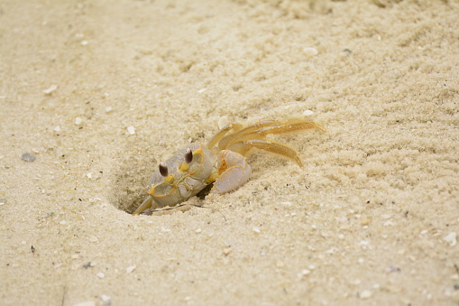 Ghost crab sticking out of it's home in the sand.