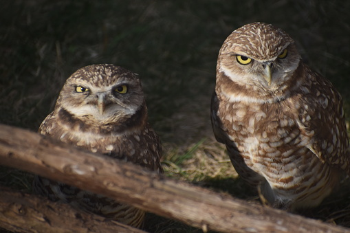 Young Owls together, Houston, Texas, Houston Zoo, 3/2023