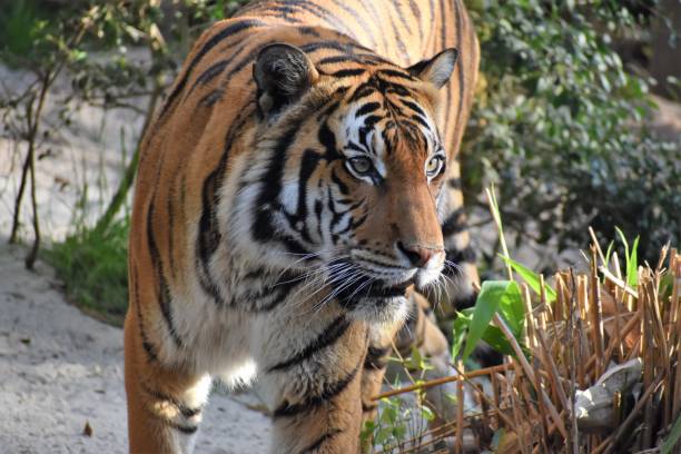 istock Portrait of a Malayan Tiger Walking Patiently 1472118067
