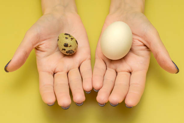 el huevo de gallina se encuentra en la palma de una persona - huevo de codorniz fotografías e imágenes de stock