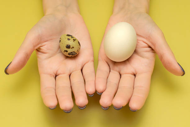 chicken egg lies in the palm of a person chicken egg lies in the palm of a person. man holding chicken and quail egg in hand. man comparing two bird eggs. quail egg stock pictures, royalty-free photos & images