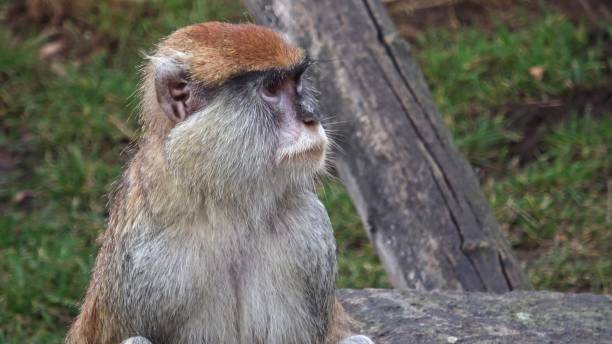 istock The patas monkey (Erythrocebus patas), also known as the wadi monkey or hussar monkey 1472118543