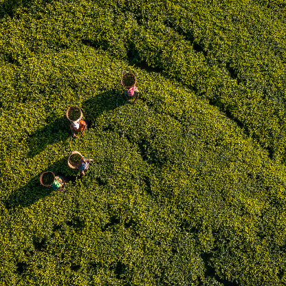 Aerial view - Tamil women plucking tea leaves near Nuwara Eliya, Sri Lanka ( Ceylon ). Sri Lanka is the world's fourth largest producer of tea and the industry is one of the country's main sources of foreign exchange and a significant source of income for laborers.