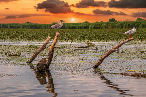 Birds and typical vegetation in the Danube Delta, Romania Birds and typical vegetation in the Danube Delta, Romania. Afternoon lights. nature reserve stock pictures, royalty-free photos & images