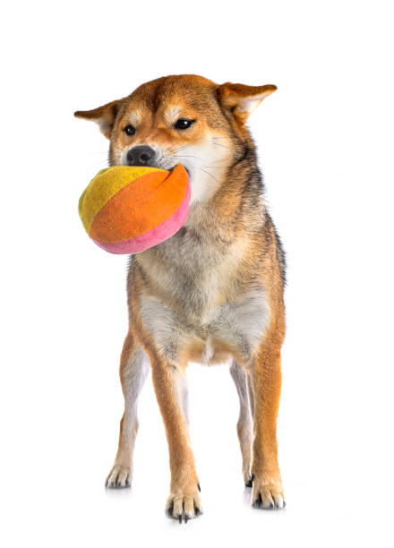istock shiba inu in studio 1472120645