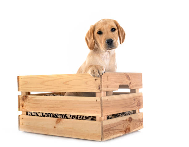 istock puppy labrador retriever 1472121317