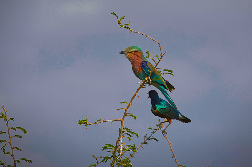 brightly colored roller and starling in Tarangire National Park in Africa, Tanzania