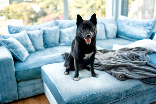 A cheerful black dog with eyes of different colors sitting on a blue velvet sofa by the window of his house. A beloved pet and friend.