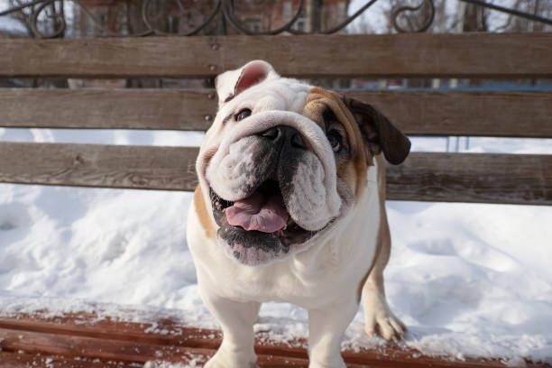 chien. bulldog anglais. un chien pur-sang dans un parc public sur un banc. jours fériés et événements - 3383 photos et images de collection