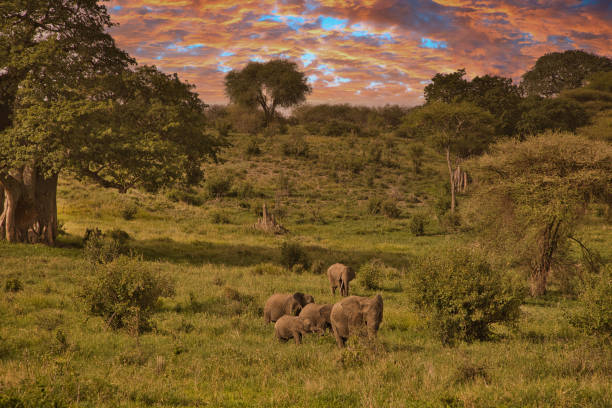 Elephants in African landscape at sunset in Tarangire National Park in Africa Elephants in African landscape at sunset in Tarangire National Park in Africa, Tanzania serengeti elephant conservation stock pictures, royalty-free photos & images