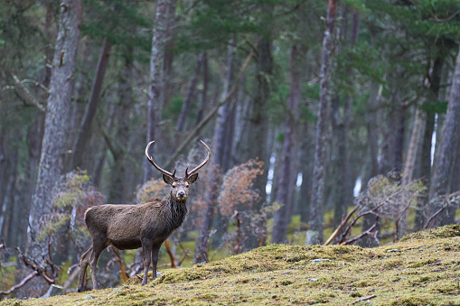 Red Deer stag (Cervus elaphus) standing amongst trees in a pine woodland in the highlands of Scotland, United Kingdom.