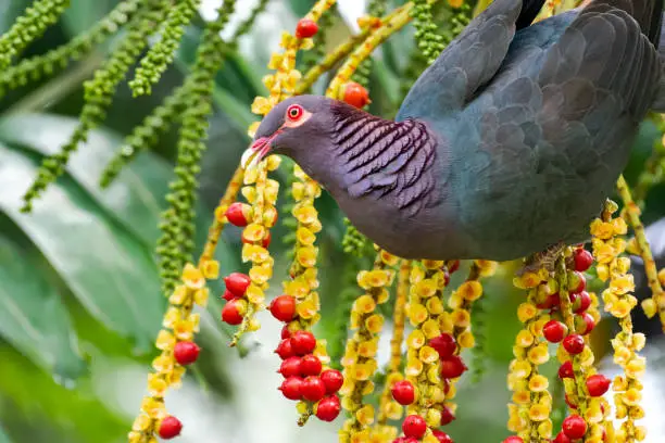 Photo of Beautiful Scaly Naped Pigeon eating red berries from a palm tree.