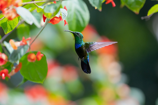 Green-throated Carib hummingbird, Eulampis holosericeus, hovering next to tropical red flowers to feed on them on Barbados.