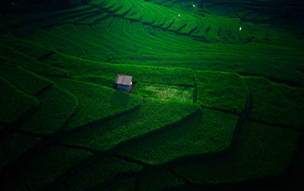 Beautiful morning view indonesia Panorama Landscape paddy fields with beauty color and sky natural light