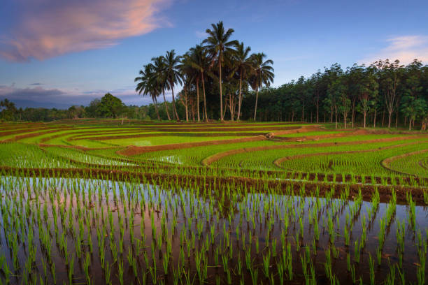 istock Beautiful morning view indonesia Panorama Landscape paddy fields 1472129531