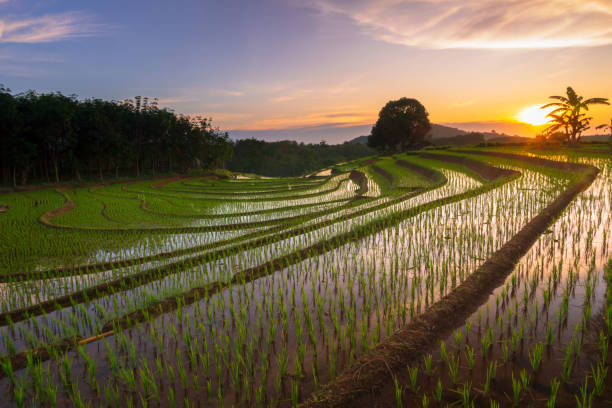 istock Beautiful morning view indonesia Panorama Landscape paddy fields 1472130053