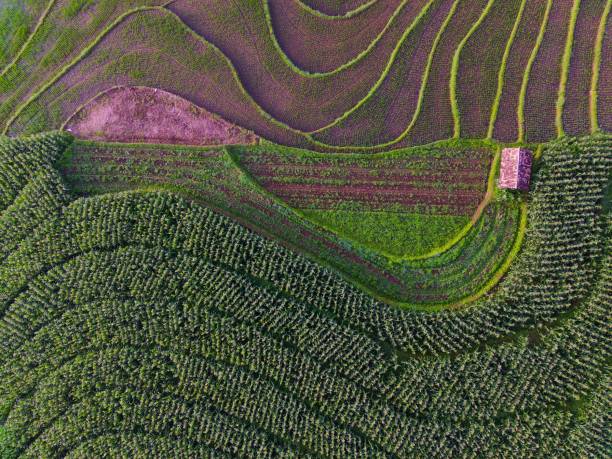 istock Beautiful morning view indonesia Panorama Landscape paddy fields 1472130112