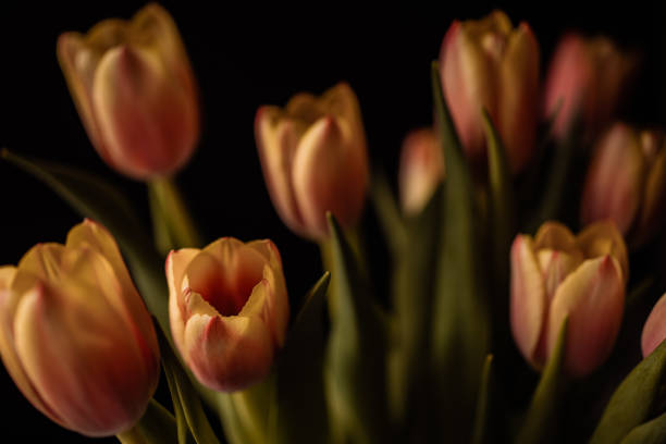 istock Tulips in morning light 1472130275