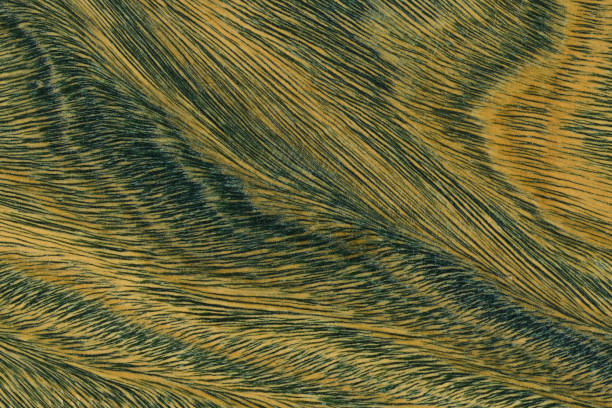 istock Green and brown PaloSanto wooden pattern. 1472131143