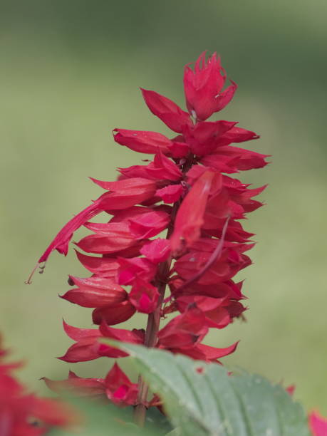 istock Saucy Red Salvia 1472131278
