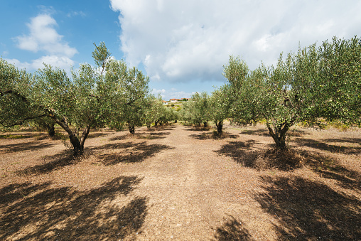 Olive orchard. Agriculture concept.