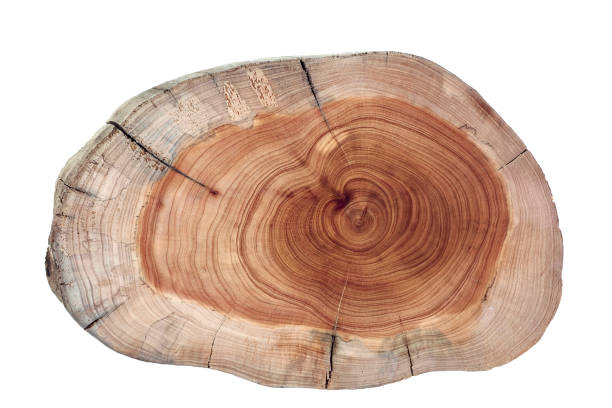 istock Wood plank to use as background and texture. 1472131423