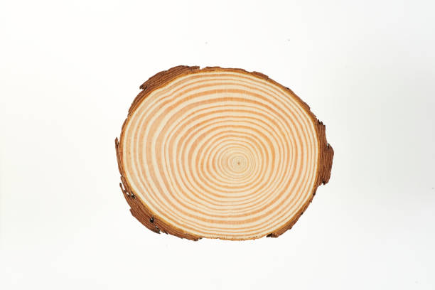 istock Wood slice with Annual Ring Pattern on a white background, circle, round. 1472131989