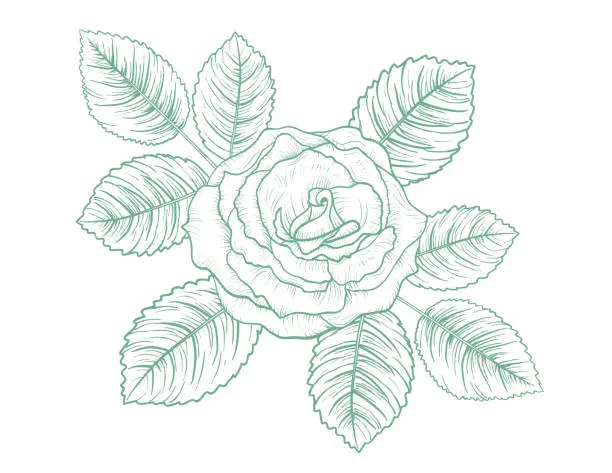 Vector illustration of Botanical Rose with Leaves