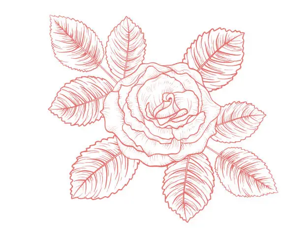 Vector illustration of Botanical Rose with Leaves