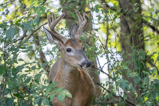 Close-up of white-tailed deer with antlers, looking at camera as he stands in woods.
