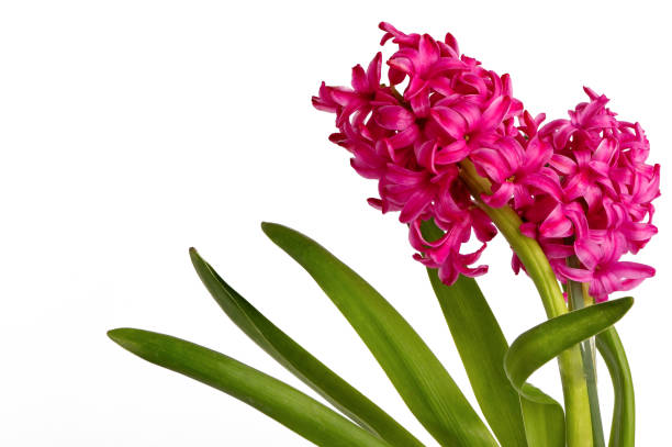 istock Pink hyacinth on white background 1472133939