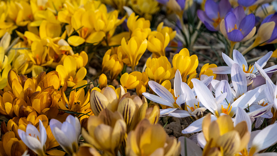Different colored crocuses. flowers in a flower bed in spring blooming in the sun. The most beautiful spring flowers