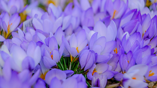 Light blue, lilac petals for a crocus. Multicolored petals for crocuses. Bright orange center flowers in a flower bed in spring blooming in the sun. The most beautiful spring flowers