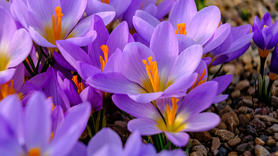 Light blue, lilac petals for a crocus. Multicolored petals for crocuses. Bright orange center flowers in a flower bed in spring blooming in the sun. The most beautiful spring flowers