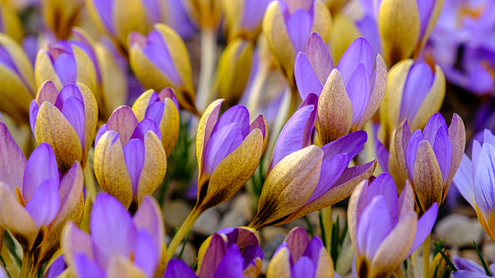 Multicolored petals for crocuses. flowers in a flower bed in spring blooming in the sun. The most beautiful spring flowers