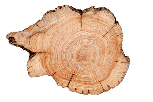 Cross section of tree trunk showing growth rings isolated on white background