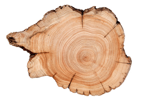 The ends of the sawn trunks of pine and birch lying in a large heap in summer in cloudy weather against the background of the forest