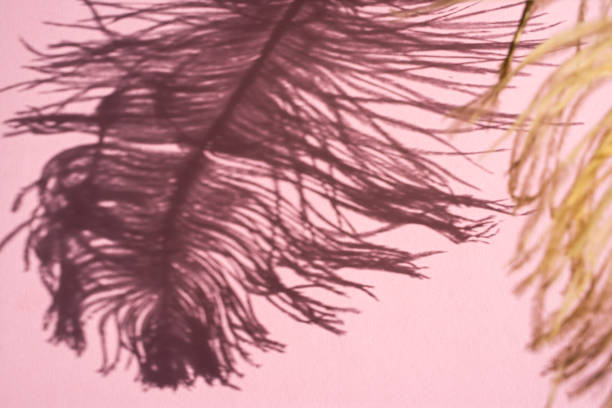 istock Shadow of an ostrich feather on a pink background. Top view, space for text. 1472135338