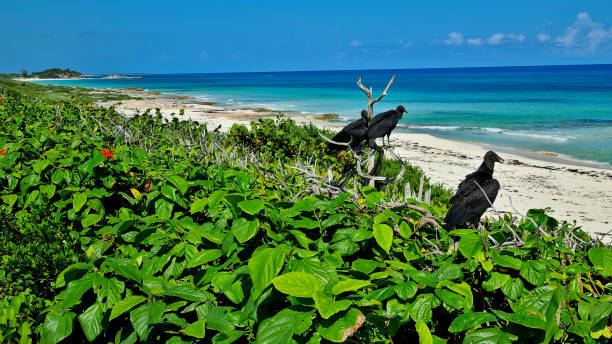 istock Mexico Cozumel Island 1472135920