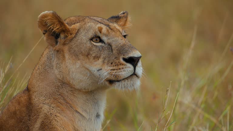 Close up of a beautiful Lioness in grassland at wildlife reserve