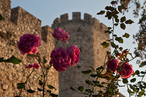 Roses at Kalemegdan